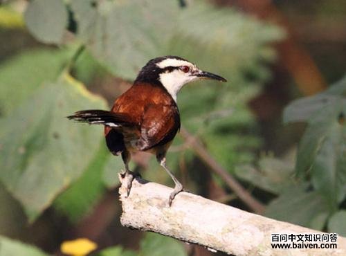 ���������ӵ�ͼƬ