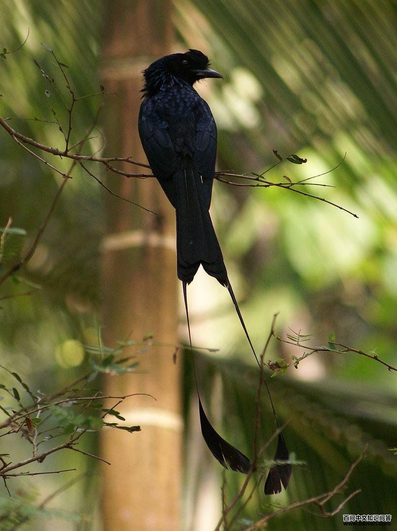 大盘尾 大盘尾的图片