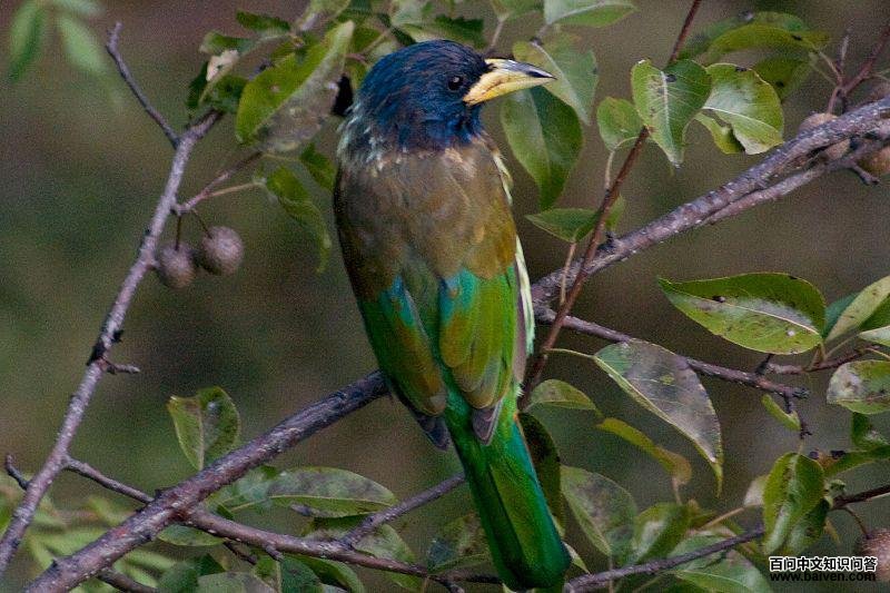 ������ľ���ͼƬ