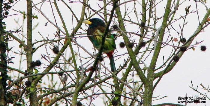 ������ľ��