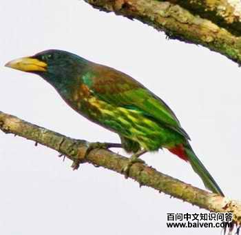 ������ľ��