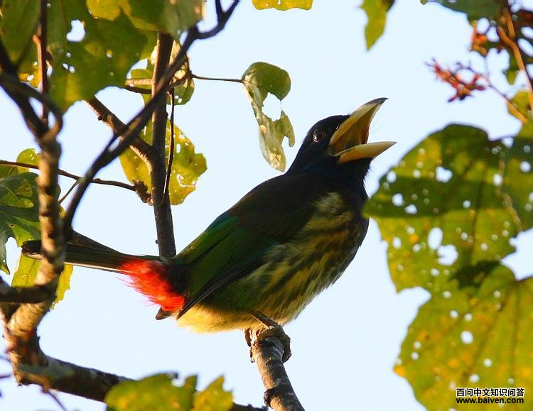 ������ľ��