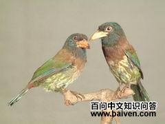 ������ľ��걾