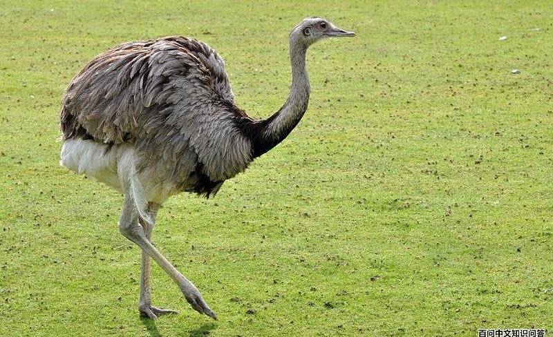 大美洲鸵 大美洲鸵的图片