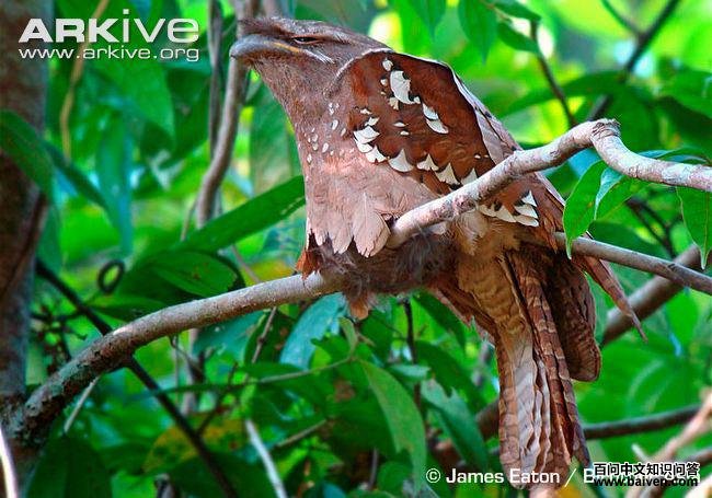 ������ͼƬ