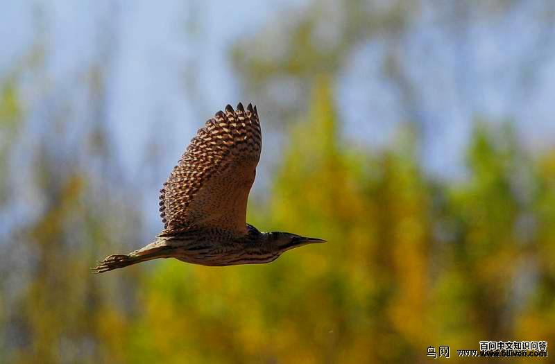 �����Z���У�����ڲ� 