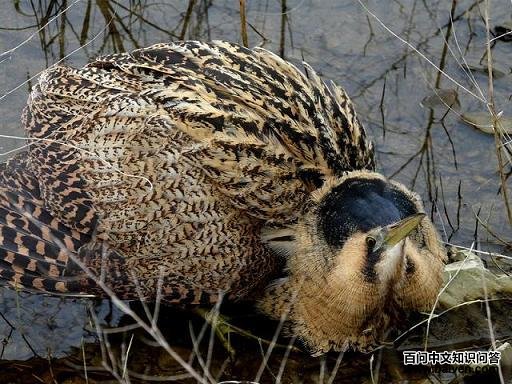 ���������˾����Ĵ����Z����Ȼ���˸߶Ⱦ��裬��ë����