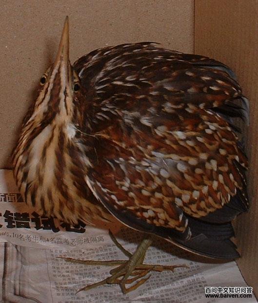 ���������Z���뼰ʱ�����ͷ���