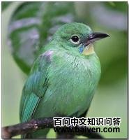 ����Ҷ��