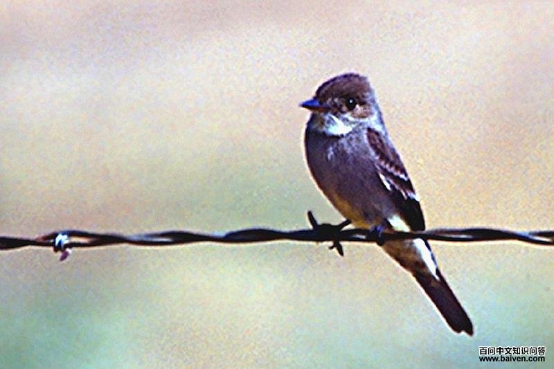 大绿霸鹟 大绿霸鹟的图片