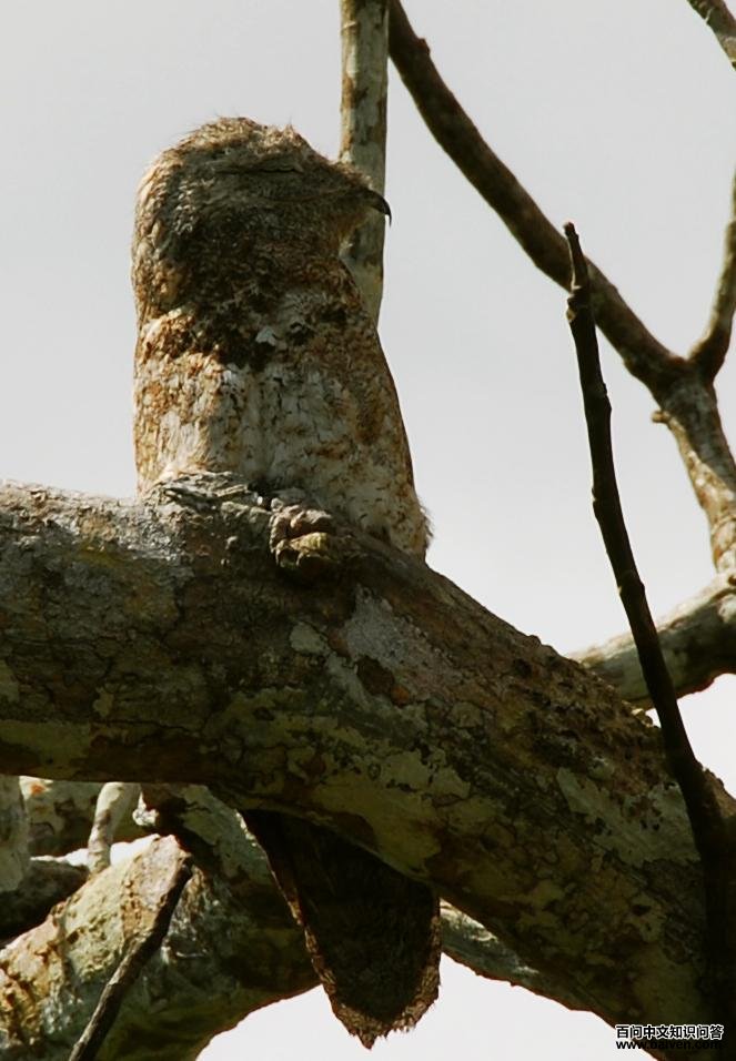 大林鸱 大林鸱的图片