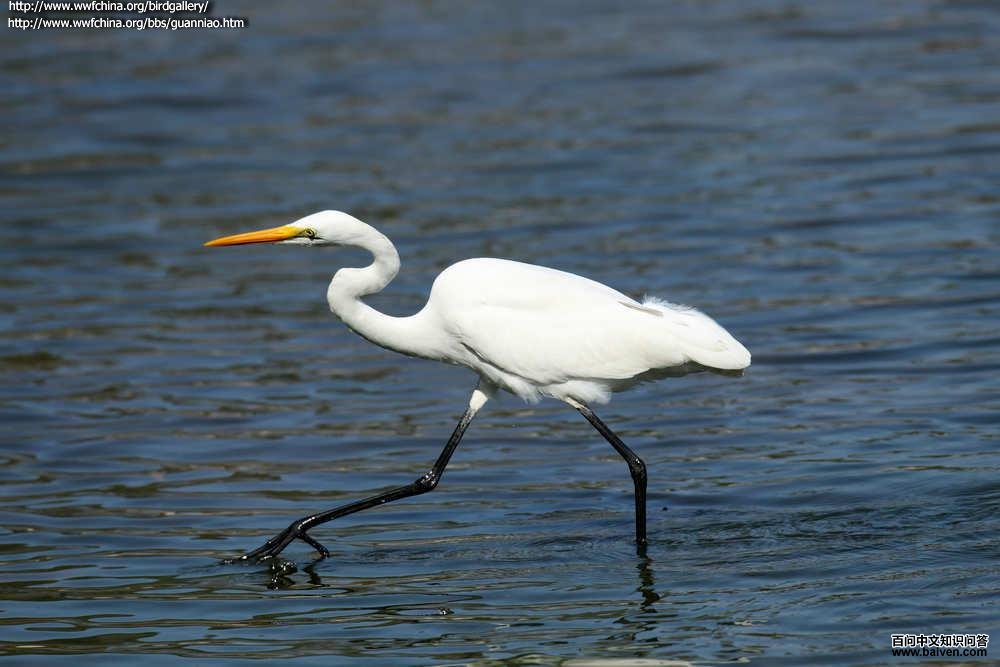 ����أ��ź�ɫ