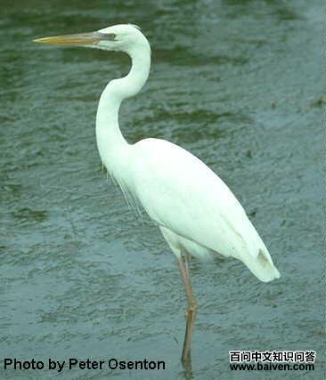 �����ذ�ɫ�ͣ���ƫ��ɫ