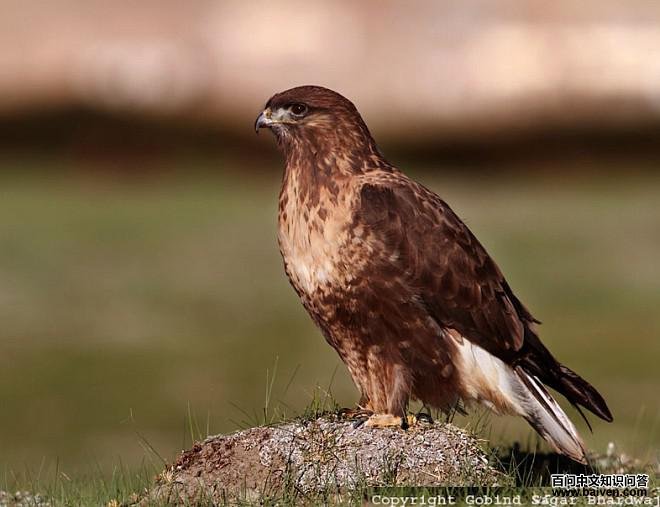 大鵟 大鵟的图片