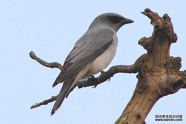 大鹃鵙 大鹃鵙的图片