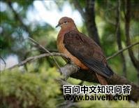 大鹃鸠 大鹃鸠的图片