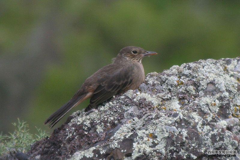 ���V���l��ͼƬ