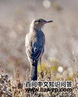 ���V���l