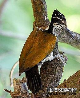 �����ľ���ͼƬ