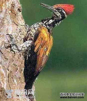 �����ľ��