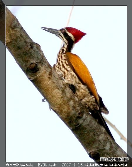 �����ľ��