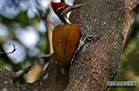 �����ľ��