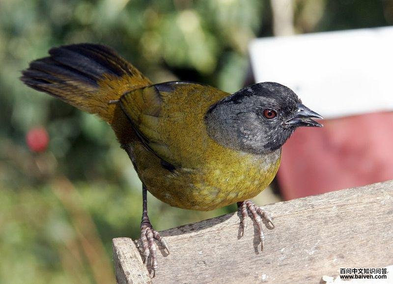 ���ȸ����ͼƬ