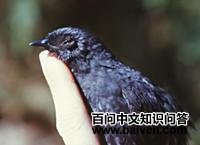 ��Ŵ����ͼƬ