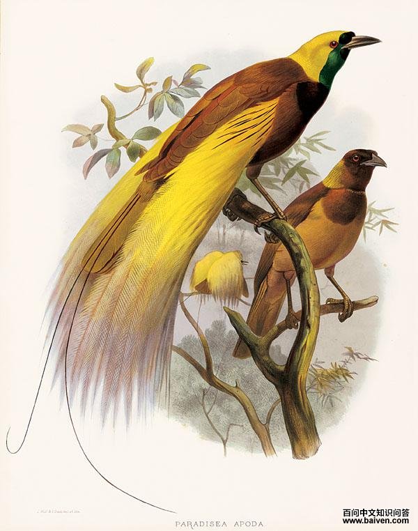 大极乐鸟 大极乐鸟的图片