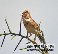 ��ɫ������ͼƬ