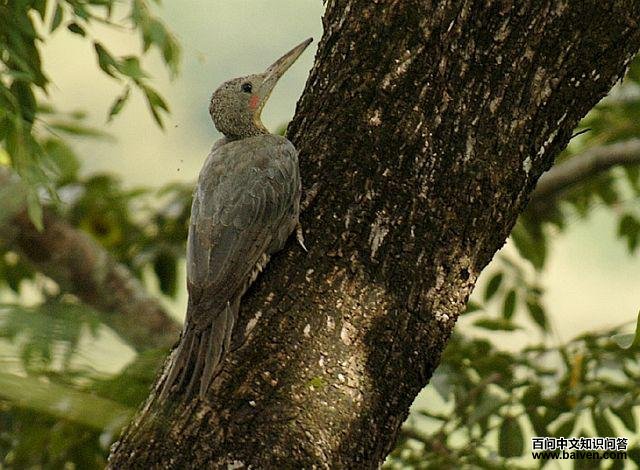 大灰啄木鸟 大灰啄木鸟的图片