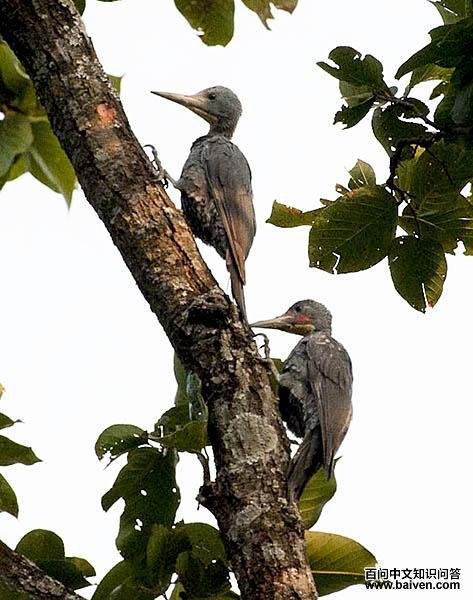 �����ľ���ϴ�����