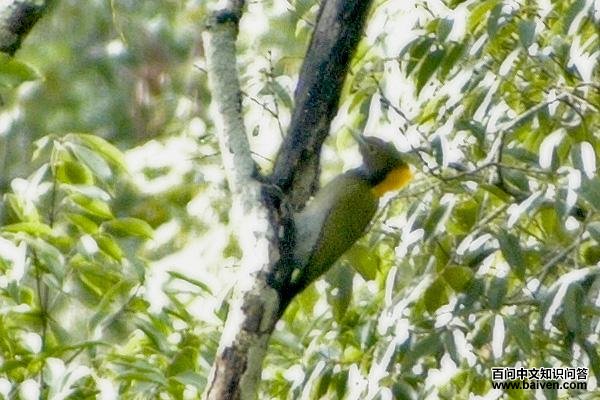 ��ƹ���ľ���ͼƬ