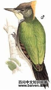 ��ƹ���ľ��