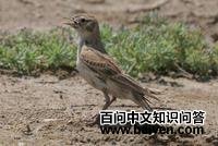 ���ֺ����