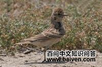 ���ֺ����