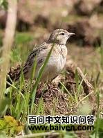 ���ֺ����