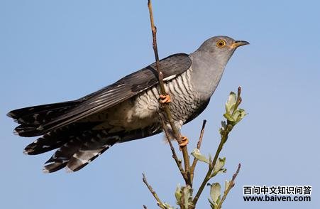 大杜鹃 大杜鹃的图片