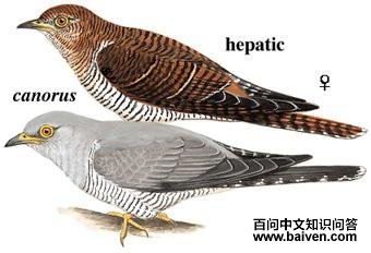 ��ž飺��̬����ͼ