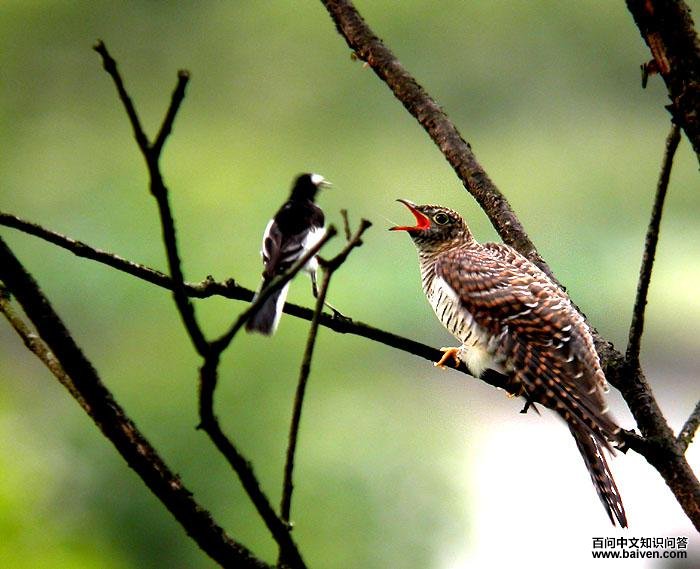 ���ͼ�С������ιʳ��Ȼ���������Ӵ�ž�