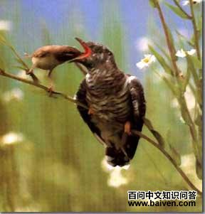 ���ͼ�С������ιʳ��Ȼ���������Ӵ�ž�