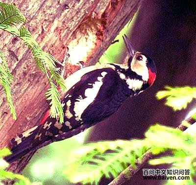 �����ľ��