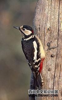 �����ľ��