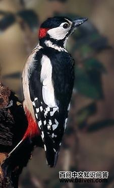 �����ľ���ͼƬ