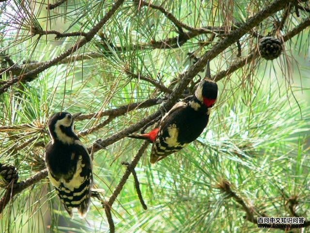 �����ľ��