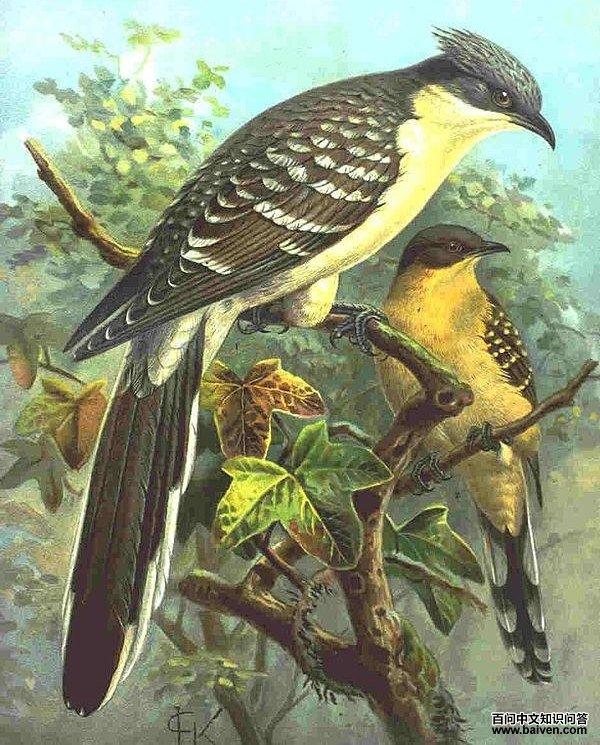 大斑凤头鹃 大斑凤头鹃的图片