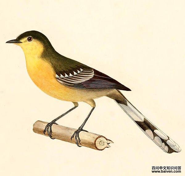 大霸鹟 大霸鹟的图片