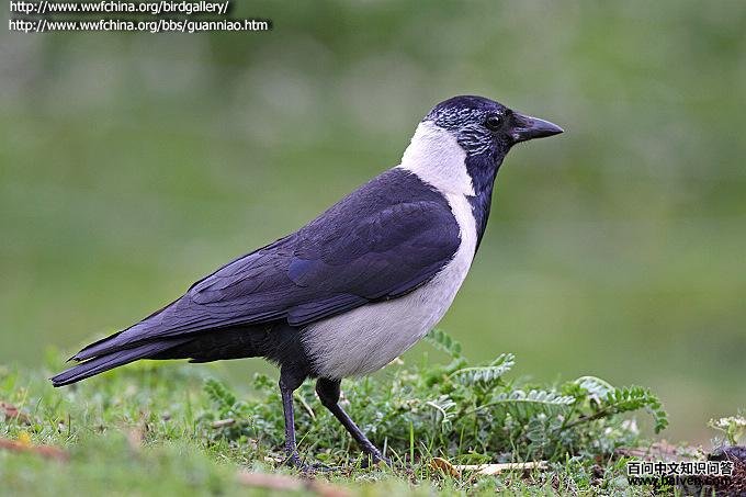 �����ﺮѻ��ͼƬ