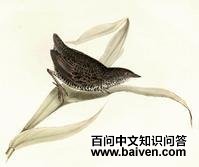 ����Ļ��Ｆ��ͼƬ