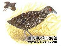 ����Ļ��Ｆ